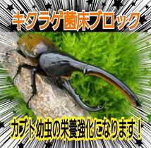 カブトムシ幼虫の栄養強化に！キクラゲ菌床特大ブロック【6個】マットに埋め込むだけでモリモリ食べる　クワガタの産卵床にも　クヌギ100％_画像8