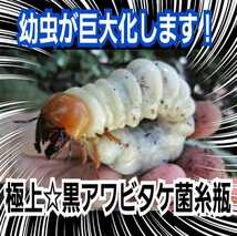 ニジイロクワガタに抜群　極上！黒アワビタケ菌糸瓶【9本】特殊アミノ酸強化配合　オオクワ、ヒラタ、ノコギリ系の初令、2令にもお薦めです_画像3