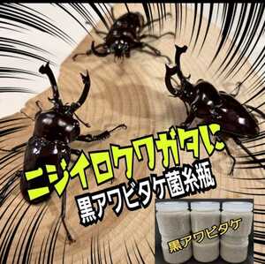 ニジイロクワガタに抜群　極上！黒アワビタケ菌糸瓶【2本】特殊アミノ酸強化配合　オオクワ、ヒラタ、ノコギリ系の初令、2令にもお薦めです