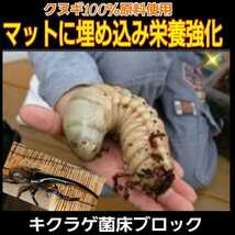 カブトムシ幼虫の栄養強化に！キクラゲ菌床特大ブロック【2個】マットに埋め込むだけでモリモリ食べる　クワガタの産卵床にも　クヌギ100％_画像5