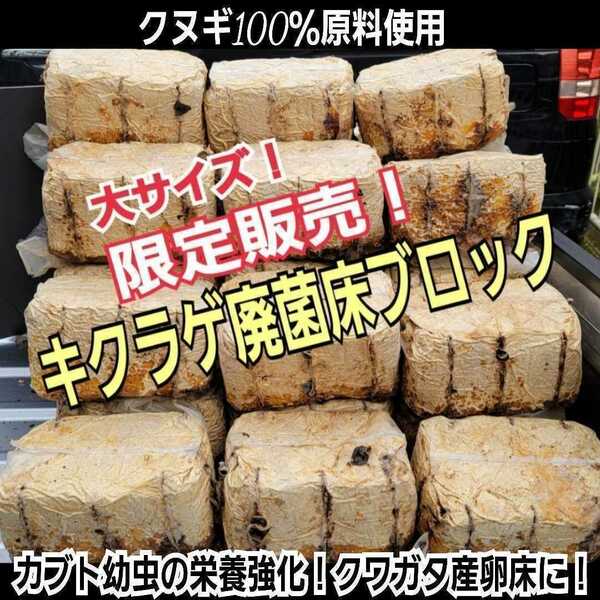 カブトムシ幼虫の栄養強化に！キクラゲ菌床特大ブロック【7個】マットに埋め込むだけでモリモリ食べる　クワガタの産卵床にも　クヌギ100％