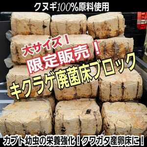 カブトムシ幼虫の栄養強化に！キクラゲ菌床特大ブロック【7個】マットに埋め込むだけでモリモリ食べる　クワガタの産卵床にも！クヌギ100％