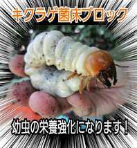 カブトムシ幼虫の栄養強化に！キクラゲ菌床特大ブロック【7個】マットに埋め込むだけでモリモリ食べる　クワガタの産卵床にも　クヌギ100％_画像9