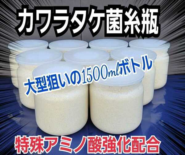 極上！カワラタケ菌糸瓶　特大1500ml　【2本】トレハロース・キトサン強化配合　タランドゥス、オウゴンオニクワガタ、レギュウスが巨大化