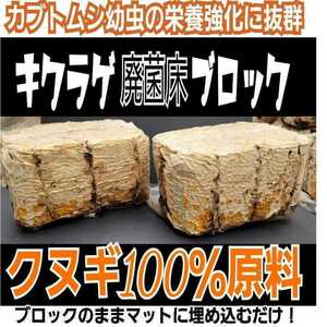 カブトムシ幼虫の栄養強化に！キクラゲ菌床特大ブロック【2個】マットに埋め込むだけでモリモリ食べる　クワガタの産卵床にも！クヌギ100％