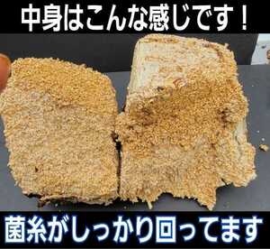 カブトムシ幼虫の栄養強化に！キクラゲ菌床特大ブロック　マットに埋め込むだけでモリモリ食べます！クワガタの産卵床にも！クヌギ100％