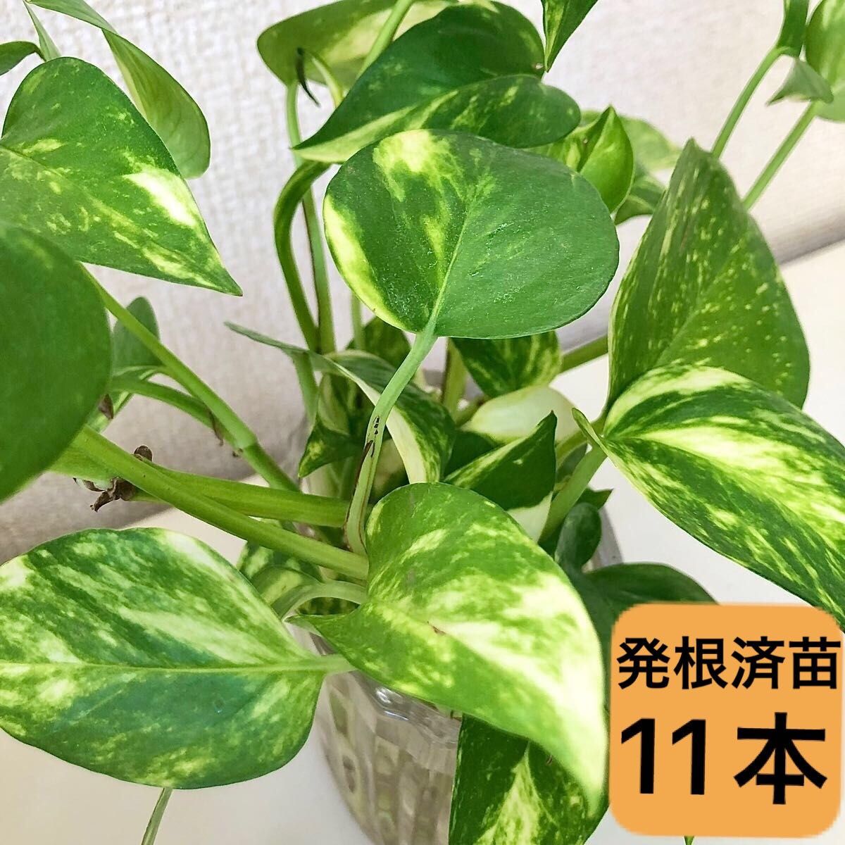 発根済 ブーファン ハエマンソイデス 花、ガーデニング 観葉植物