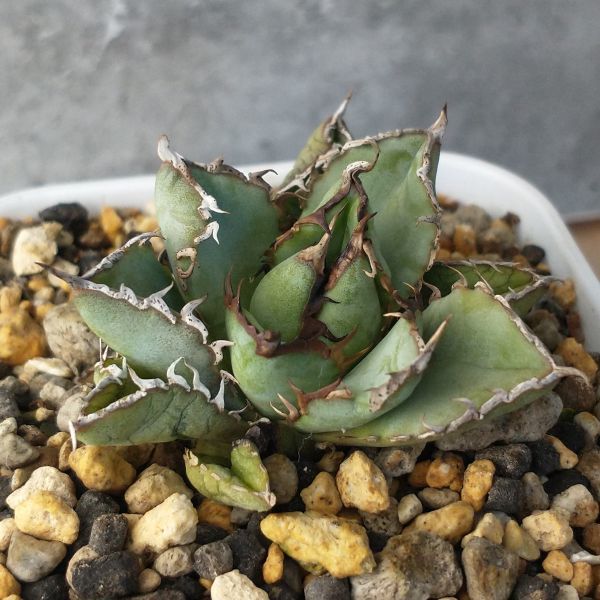 Agave titanota アガベ チタノタ ジャガーノートハイブリッド 台湾 www