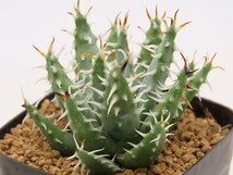 ■melanacantha var. erinacea　エリナケア　繁殖苗 【多肉植物　Aloe　アロエ】_画像4