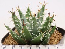 ■melanacantha var. erinacea　エリナケア　繁殖苗 【多肉植物　Aloe　アロエ】_画像6