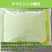 ■送料無料■タマミジンコ1g×ゾウリムシ種水400mlお得セット(ムックリワーク15g:PSB45ml×1セット:説明書付:ネコポス:死着保証あり)_画像3