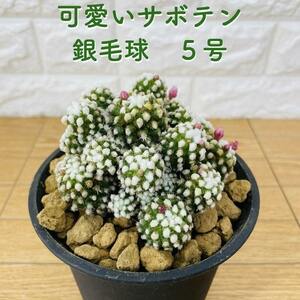 サボテン 銀毛球 5号鉢 観葉植物 多肉植物 マミラリア おしゃれでかわいい ギフト 置物 プレゼント インテリア 贈り物 卓上