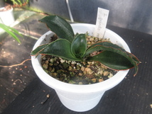 ＫＮ　サンスベリア　グランディス　ロゼア（SANSEVIERIA GRANDIS ROSEA (MR.)）　　　0.8Ｍ以下_画像1