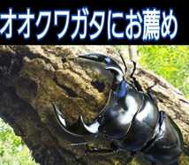 ニジイロクワガタに抜群！　極上！黒アワビタケ菌糸瓶　特殊アミノ酸強化配合！オオクワガタやヒラタ、ノコギリの初令、2令にもお薦めです_画像8