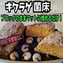 クワガタの産卵床に！キクラゲ菌床ブロック☆カブトムシ幼虫の栄養強化にも！マットに埋め込むだけでモリモリ食べます！クヌギ100％原料_画像3