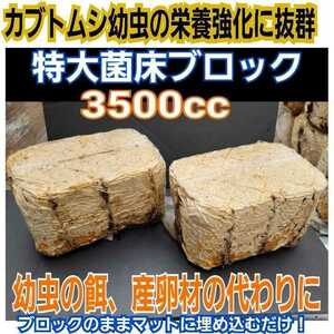 カブトムシ幼虫の栄養強化に！キクラゲ菌床ブロック【2個】マットに埋め込むだけでモリモリ食べます！クワガタの産卵床材の代わりにもOK