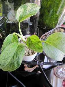  marble Queen beautiful yellow green air cleaning 