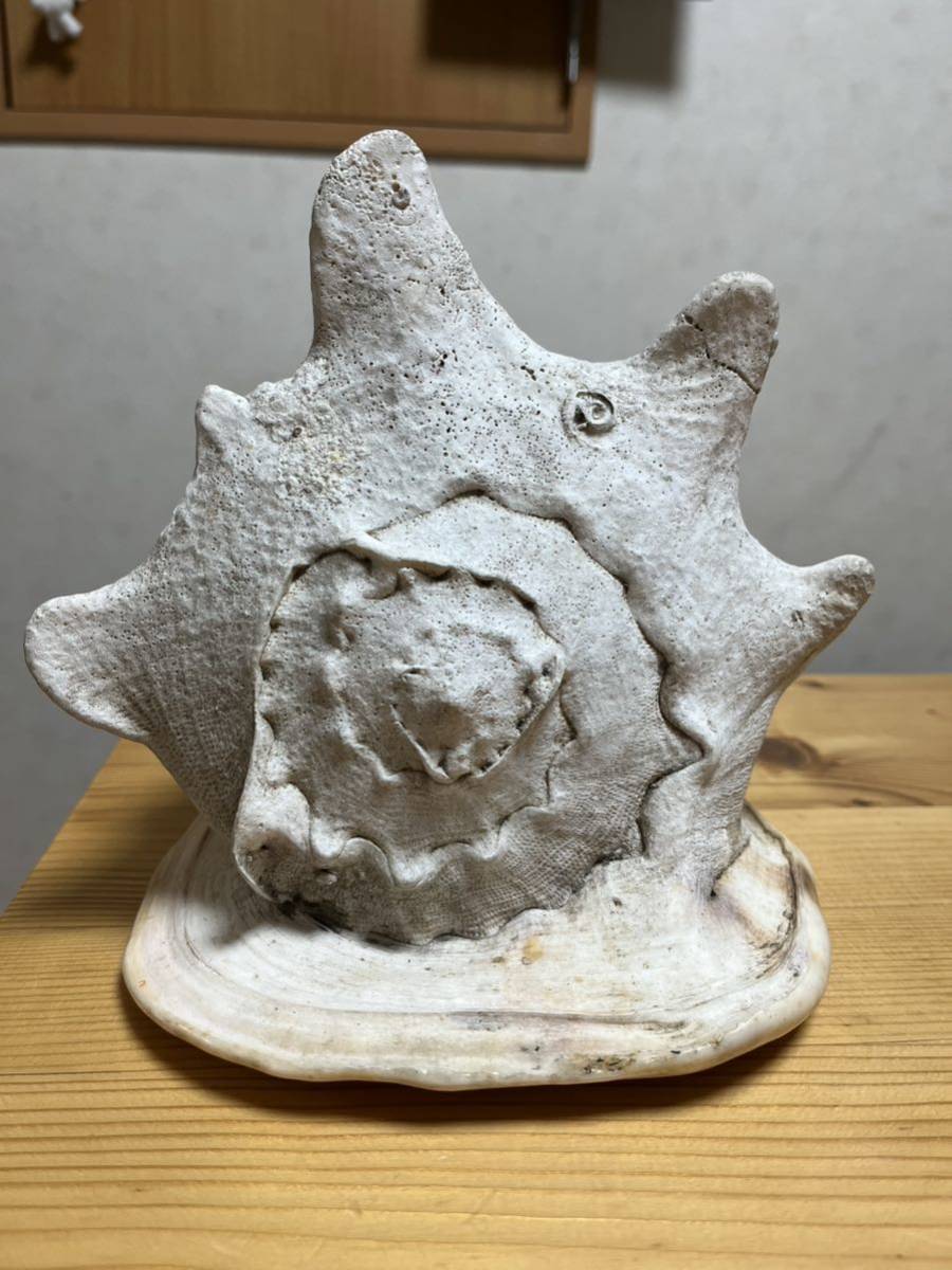おすすめ! オウムガイ 標本 オックスフォードブルー 貝殻 貝殻
