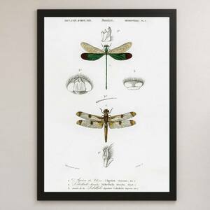  dragonfly .. insect . illustration art lustre poster A3 bar Cafe Vintage Classic retro interior illustrated reference book research specimen ito dragonfly 