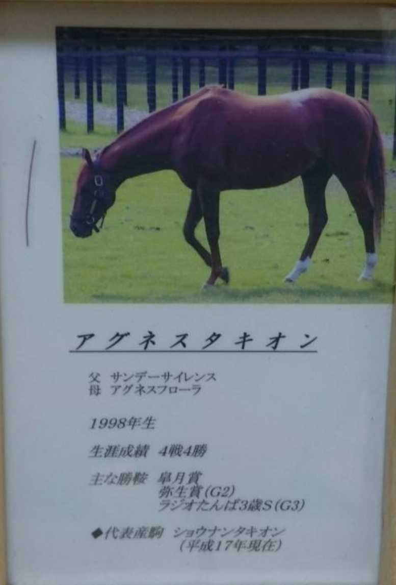 72時間限定タイムセール 激レア ディープインパクト たてがみ 鬣 -「鬣