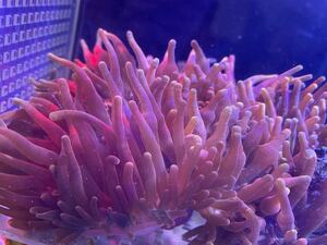 ヤフオク イソギンチャク ペット用品 の落札相場 落札価格 ヤフオク イソギンチャク ペット用品 の落札相場 落札価格