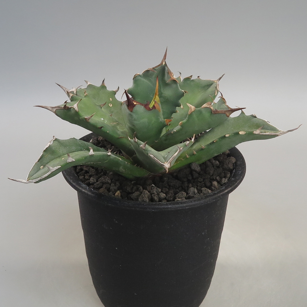 ついに入荷 24w植物育成ライトGrowLight 6000K COBLED 3個 ...