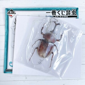 ☆ 一番くじ昆虫 世界の昆虫博物館 J賞 アクリルスタンドキーホルダー カブトムシ ☆