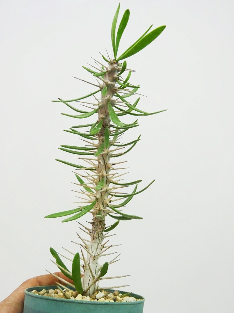 ボトムを作り続け40年 ディディエレア ペティグナティ - 植物/観葉植物