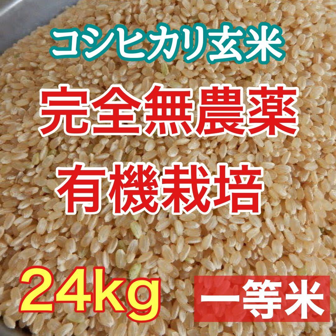 熊本県産 令和4年新米100% 発芽玄米 6kg ヒノヒカリ れんげ 通販