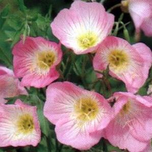 強健花 昼咲き桃色月見草 50粒 新品 のヤフオク落札情報 強健花 昼咲き桃色月見草 50粒 新品 のヤフオク落札情報
