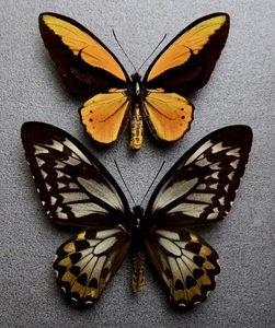 ■外国産蝶標本　アカメガネトリバネアゲハ A-pair　モロタイ島 産