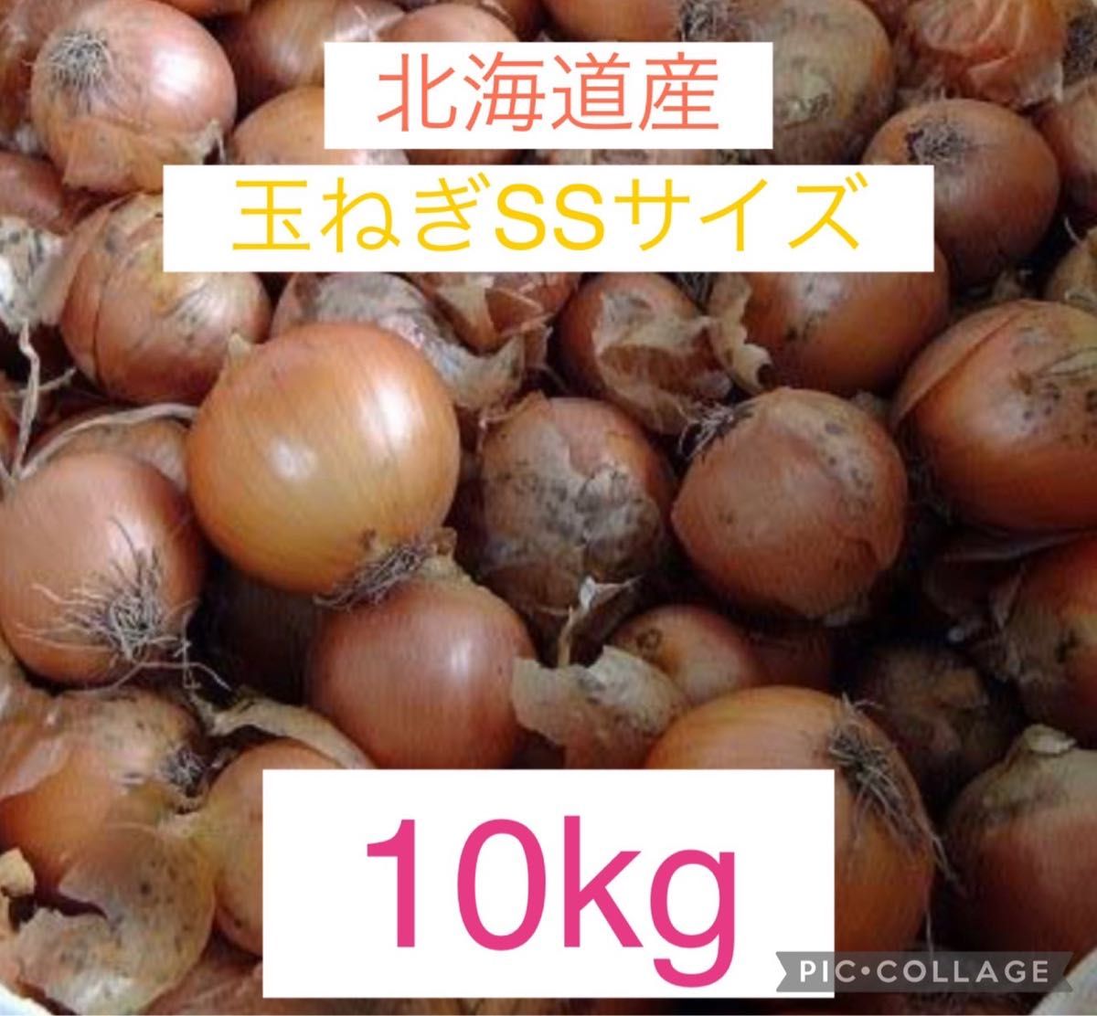 翌年収穫可】14個セット特別価格 北海道産 アスパラガス 株 苗