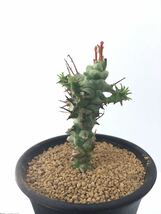 Euphorbia horrida monst ユーフォルビア ホリダモンスト　実生　アフリカ原産　多肉植物　郵便第四種抜き苗は送料無料_画像2