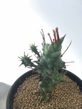 Euphorbia horrida monst ユーフォルビア ホリダモンスト　実生　アフリカ原産　多肉植物　郵便第四種抜き苗は送料無料_画像3
