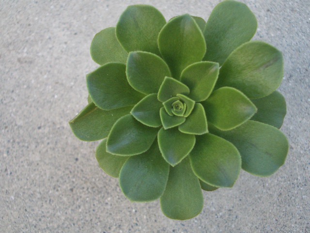○睡眠と体重の関係○ 3 #多肉植物❤️アエオニウム錦❤️ 青い波