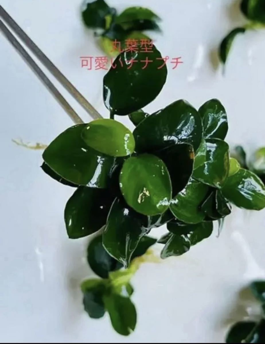 早勝限定 水草 アヌビアス ナナ プチ 新型丸葉 10株(中古/送料無料)の
