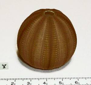 *** Y sea urchin. . sea urchin . height 3.8cm rank Australia inspection interior .. specimen kasi bread shell .