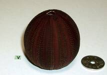 ☆☆☆ V ウニの殻 ウニ殻 高さ5cm位 オーストラリア 検 インテリア 骨格標本 カシパン 貝殻 貝_画像2
