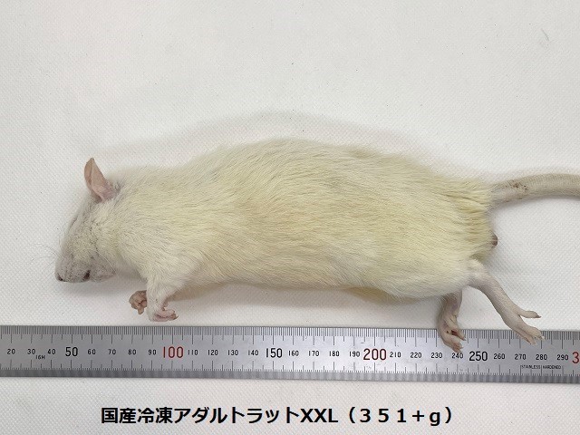 冷凍アダルトマウスL 150匹【専用】 | monsterdog.com.br