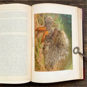 [1900年]ドイツの古い哺乳類の図鑑(Saugetiere 2)/アンティーク ヴィンテージ リトグラフ 猿 コウモリ ライオン 虎 ゴリラ 雰囲気◎/