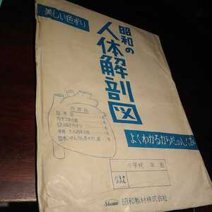 【昭和レトロ・教材】未使用 昭和の人体解剖図