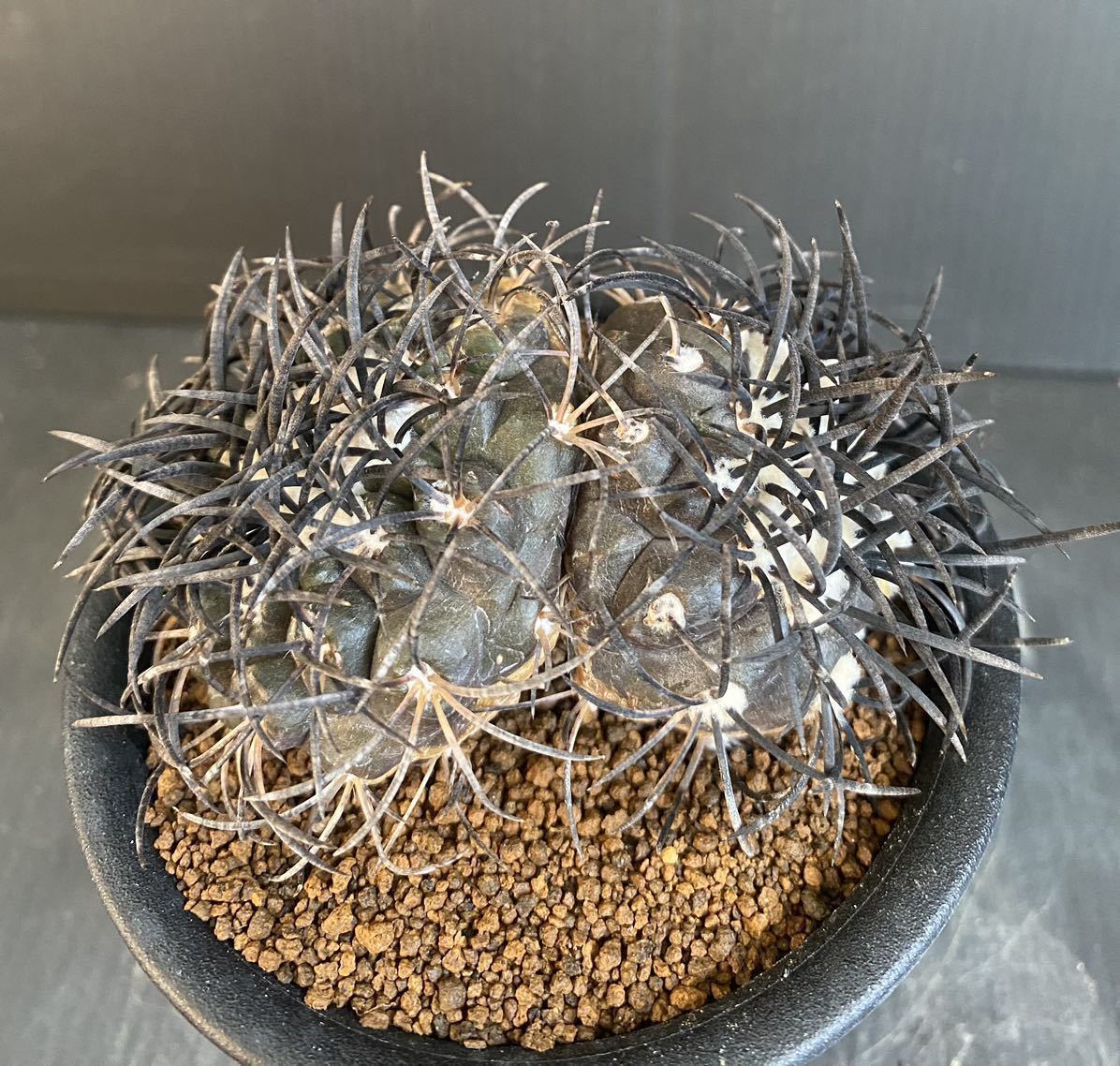 魅了 Copiapoa コピアポア コピアポア グリセオビオラセア