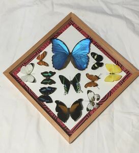モルフォチョウ　南米　青い　蝶々　など１１匹　額縁ケース入り　本物　標本　直輸入　壁掛け　インテリア