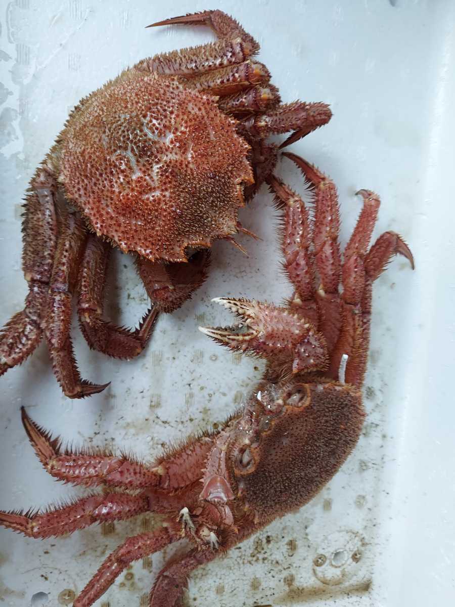 ヤフオク! -「活 毛ガニ」の落札相場・落札価格