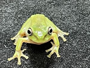 【Bears Frog】イエアメガエル ノーマル 1匹 北海道、中国、九州、沖縄発送不可