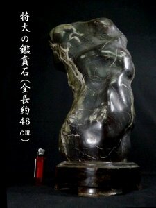 【 恵 #0307 】 特大の鑑賞石 全長約48ｃｍ　検：鑑賞石/飾り石/盆石/銘石/自然石/天然石