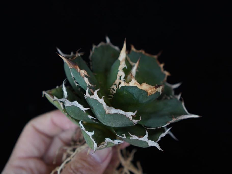 数々の賞を受賞 アガベ チタノタ 暴牙 白覆輪 スナグルトゥース 厳竜