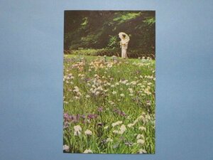 e5483東京明治神宮内苑の花菖蒲絵葉書