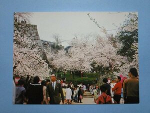 e5703岡山県津山 鶴山公演のサクラ絵葉書　桜