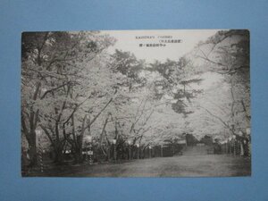 e6855戦前肥前鹿島の桜絵葉書中学校前広場の桜